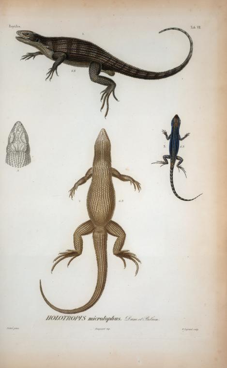 Holotropis-MicrolophusDum-et-Bibron