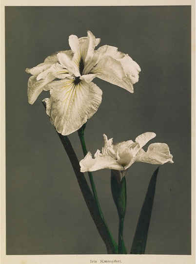 Image-1